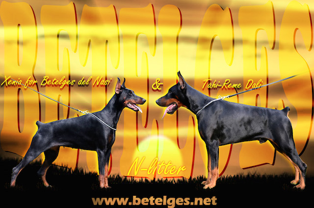 Litter N: Tahi reme Dali - Xenia for Betelges del Nasi