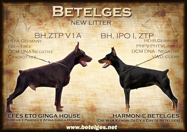 Litter I : Efes Eto Ginga House - Harmonie Betelges