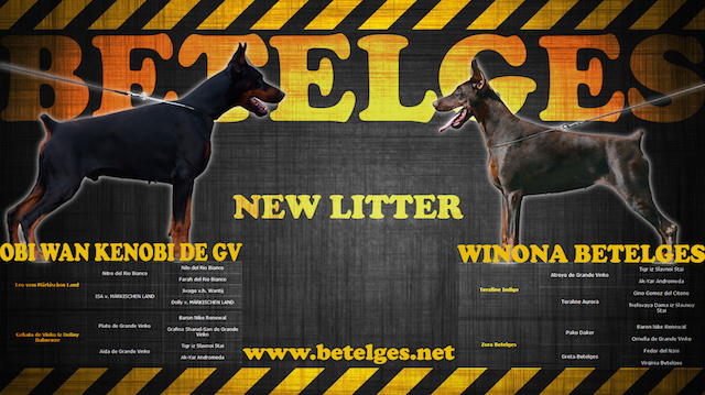 Litter K: Obi Wan Kenobi de Grande Vinko - Winona Betelges