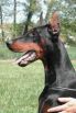 AZZARO BETELGES (12 months) in FRANCE