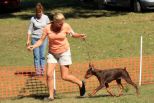 Litter B: Oscar z Padoku - Harmonie Betelges