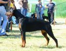 Chila Betelges on Serbian Winer show (10 months old)