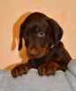 42 days old puppies from Zedor del Nasi and Xenia for Betelges del  Nasi