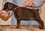 42 days old puppies from Zedor del Nasi and Xenia for Betelges del  Nasi