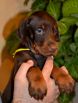 42 days old puppies from Zedor del Nasi and Xenia for Betelges del  Nasi