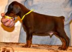 42 days old puppies from Zedor del Nasi and Xenia for Betelges del  Nasi
