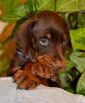 42 days old puppies from Zedor del Nasi and Xenia for Betelges del  Nasi