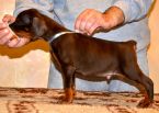 42 days old puppies from Zedor del Nasi and Xenia for Betelges del  Nasi