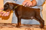 42 days old puppies from Zedor del Nasi and Xenia for Betelges del  Nasi