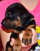 33 days old puppy from Obi Wan Kenobi de Grande Vinko and Winona Betelges
