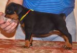 33 days old puppy from Obi Wan Kenobi de Grande Vinko and Winona Betelges
