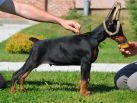 Litter B: Oscar z Padoku - Harmonie Betelges