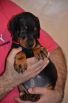 black female - 44 days old (pink collar)