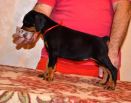 black female - 44 days old (red collar)