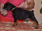 black male - 44 days old (yellow collar)