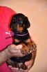 black male - 44 days old (violet collar)