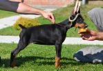 Litter B: Oscar z Padoku - Harmonie Betelges