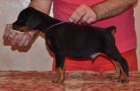 black male - 44 days old (violet collar)