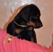 puppies from Obi Wan Kenobi de Grande Vinko and Kalina Betelges at age 40 days