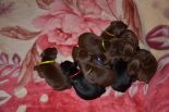 Puppies from Zedor del nasi and Xenia for Betelges del Nasi - 10 days old