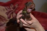 Puppies from Zedor del nasi and Xenia for Betelges del Nasi - 10 days old