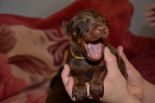 Puppies from Zedor del nasi and Xenia for Betelges del Nasi - 10 days old