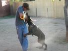 Figaro Betelges during bite work training at age 7 months