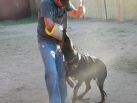 Figaro Betelges during bite work training at age 7 months