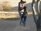 Figaro Betelges during bite work training at age 7 months