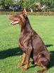 IGON BETELGES 3 YEARS OLD