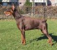 IGON BETELGES 3 YEARS OLD