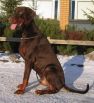 Indiana Betelges (13 months old)
