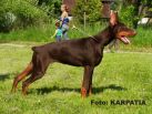 INKA BETELGES IN HUNGARY AT AGE 5 MONTHS