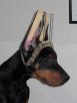 IRINUS BETELGES 3 MONTHS OLD (SERBIA)