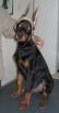 IRINUS BETELGES 3 MONTHS OLD (SERBIA)