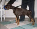 Indiana Betelges 13 weeks old (FINLAND)
