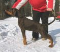 Indiana Betelges 13 weeks old (FINLAND)