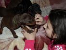 18 days old puppies from Xenia for Betelges del Nasi & Zedor del Nasi