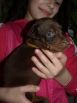 18 days old puppies from Xenia for Betelges del Nasi & Zedor del Nasi