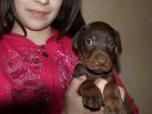 4 weeks old puppies from Zedor del Nasi and Xenia for Betelges del Nasi