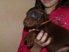 4 weeks old puppies from Zedor del Nasi and Xenia for Betelges del Nasi