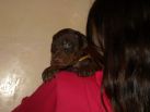 4 weeks old puppies from Zedor del Nasi and Xenia for Betelges del Nasi