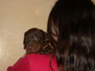 4 weeks old puppies from Zedor del Nasi and Xenia for Betelges del Nasi