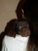 4 weeks old puppies from Zedor del Nasi and Xenia for Betelges del Nasi