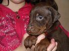 4 weeks old puppies from Zedor del Nasi and Xenia for Betelges del Nasi