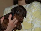 4 weeks old puppies from Zedor del Nasi and Xenia for Betelges del Nasi