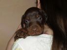 4 weeks old puppies from Zedor del Nasi and Xenia for Betelges del Nasi