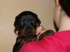 4 weeks old puppies from Zedor del Nasi and Xenia for Betelges del Nasi