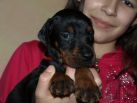 4 weeks old puppies from Zedor del Nasi and Xenia for Betelges del Nasi