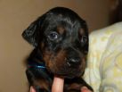 4 weeks old puppies from Zedor del Nasi and Xenia for Betelges del Nasi